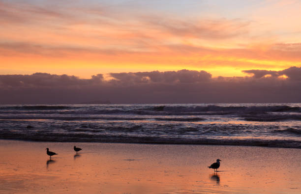istock Silhouette of Gulls on a Beach 1420225330