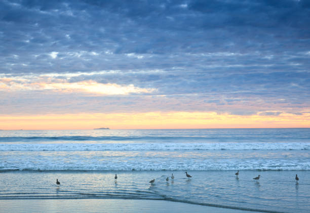 istock Sea Gulls on a Beach 1420225365