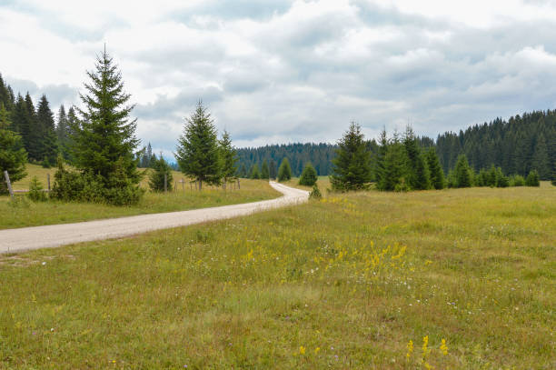istock Green valley with countryside road surrounded with fir forest 1420225862