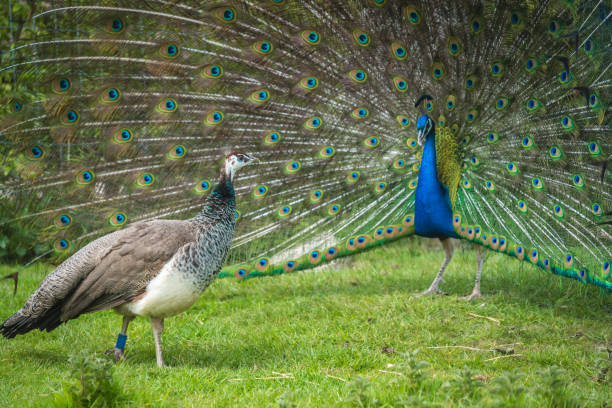View of two blue and green Pavo birds, one with an open blue patterned tail on the grass stock photo