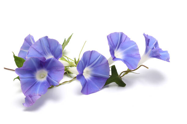 istock Purple morning glory isolated on a white background. 1420229693