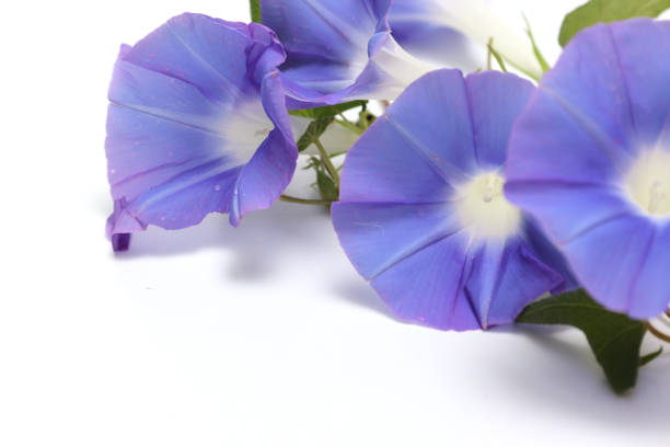 istock Purple morning glory isolated on a white background. 1420229703