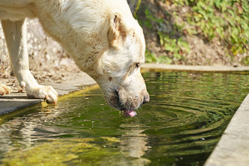 dog drinking from trough