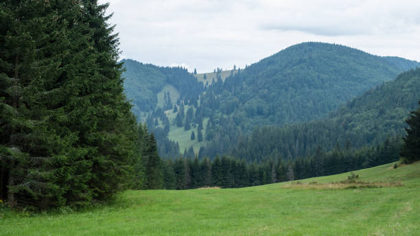 sommerbergwiese am hang des hügels in der niederen tatra in der slowakei - zvolen stock-fotos und bilder