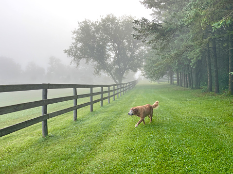 A golden retriever walks on a grassy path on a foggy day