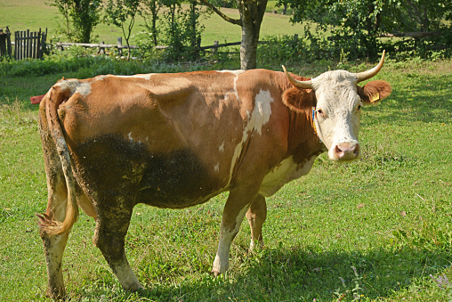 Indian Gir cow eating grass at the field