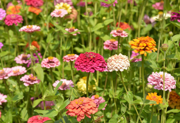 istock colorful beautiful flowers 1420236519
