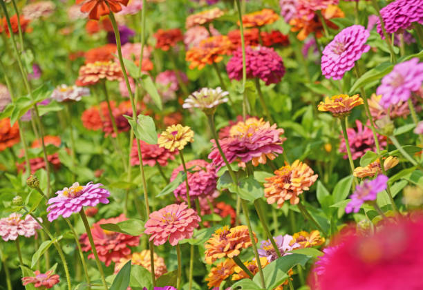 istock colorful beautiful flowers 1420237307