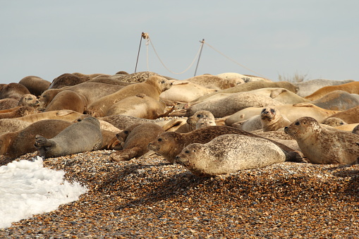 Group of grey seals on pebble shingle beach with waves breaking over stones