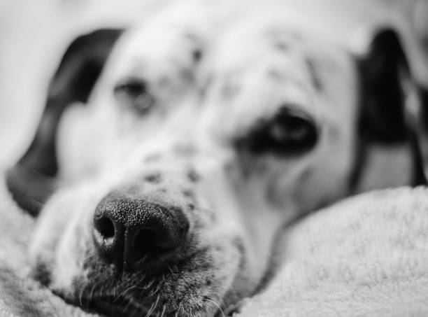 istock Focused dalmatian truffle in black and white 1420241231