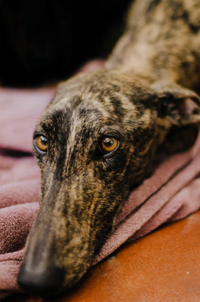 istock Brindle greyhound on a pink blanket on the floor 1420241452