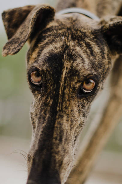 istock Closeup of a brindle greyhound with brown eyes 1420241460