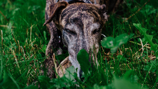 Brindle greyhound sleeping on the green grass Brindle greyhound sleeping on the green grass in Barcelona, Catalonia, Spain brindle greyhound stock pictures, royalty-free photos & images