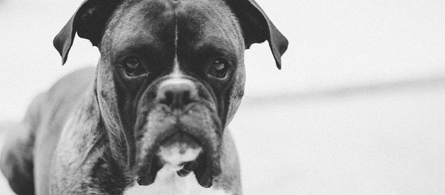 Close-up of Boxer, twelve months old, in front of white background.