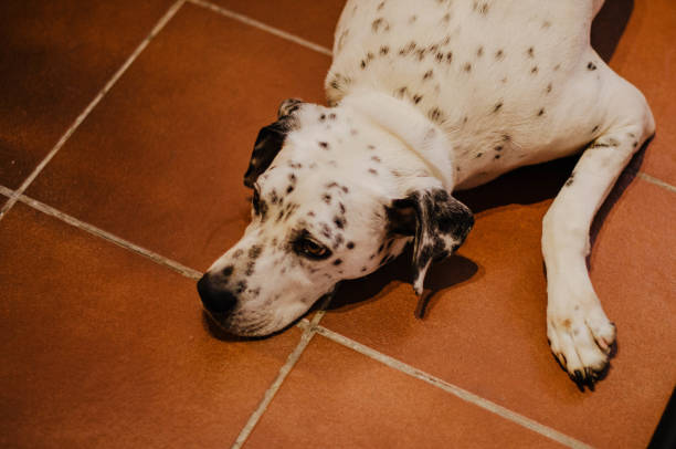 istock Bored dalmatian lying on the floor 1420241474