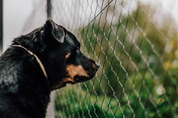 istock Rottweiler looking through a metal fence 1420241477