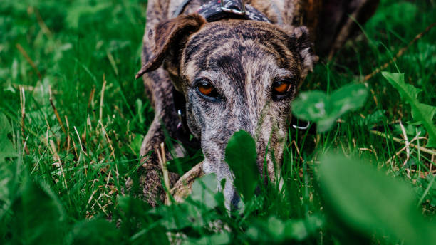 Brindle greyhound with brown eyes lying on the green grass Brindle greyhound with brown eyes lying on the green grass in Barcelona, Catalonia, Spain brindle greyhound stock pictures, royalty-free photos & images