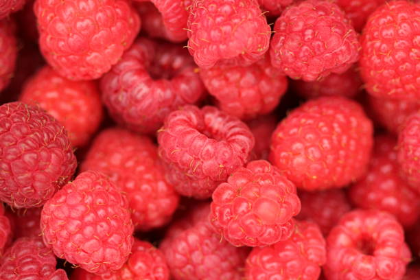 Close up macro of delicious fresh organic raspberries picked from bush