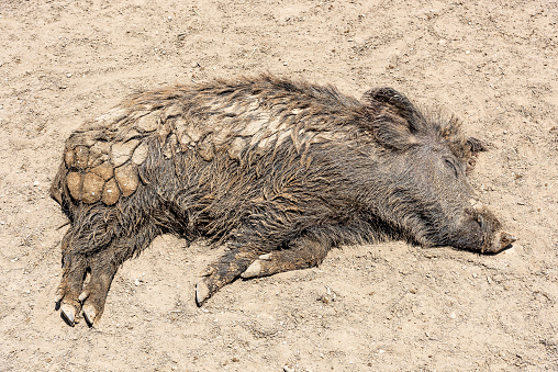 A wild pig sleeping on the mud in Rhodes, Greece.