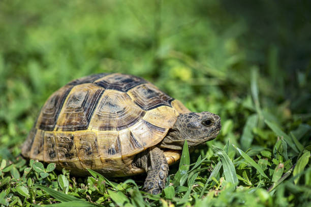 tortuga bebé caminando hacia la cámara en la hierba del jardín - turtle grass fotografías e imágenes de stock