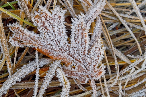 An oak leaf and grass is covered with morning hoar frost from a frigid fall night in Yosemite valley. An nature details image showing ice crystals on fall foliage and grass.