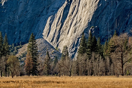 Morning light reflects off the granite base of El Capitan in Yosemite valley. Brown foreground as the late days of autumn have already produced a killing frost. A visual of brown vegetation against gray granite walls