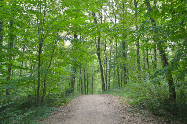 istock natural wooden walking path between trees in the park 1420245309