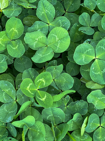 Vertical high angle extreme closeup photo of green Clover leaves growing in a country field in Spring.