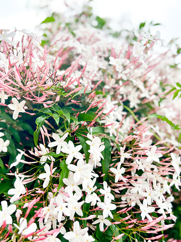 Vertical closeup photo of green leaves, pink buds and scented white flowers growing on a Jasmine vine in Spring.