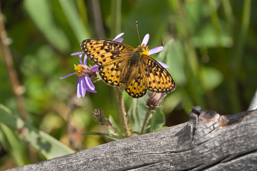 Sipping nectar from thick stemmed aster on Mount Washburn, an orange Mormon fritillary enjoys the last days of summer in Yellowstone National Park Wyoming.