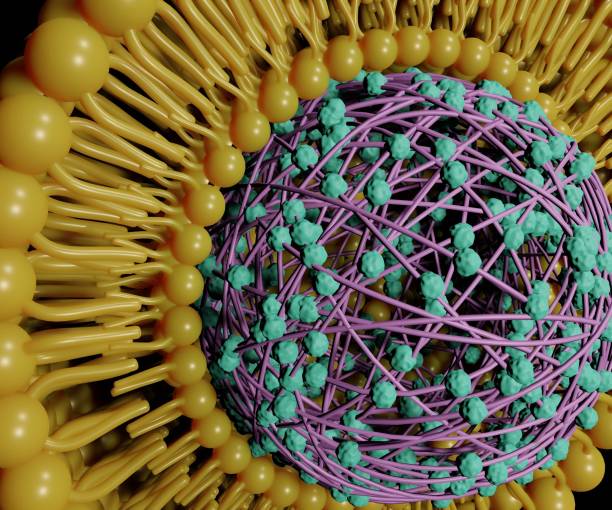 istock Lipid-coated polymeric nanoparticles for drug delivery 1420252443