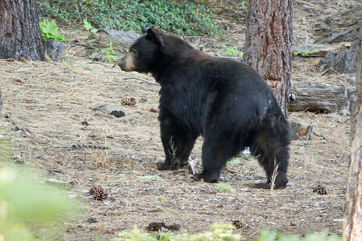 Black bear eating high up in a tree in Banff National Park