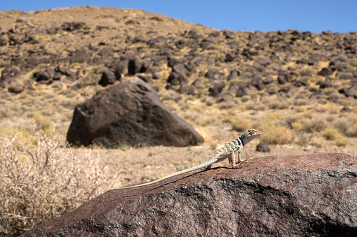 In Nevada’s Hickison Petroglyphs Recreation Area, a collared lizard lifts his feet on the hot volcanic boulders.