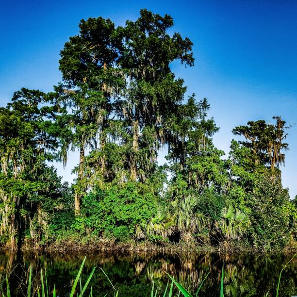 istock New Orleans Bayou 1420254493