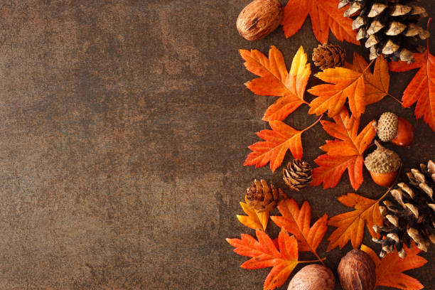 istock Colorful autumn leaves, nuts and pine cone side border over a rustic dark background 1420254670