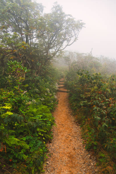 istock Craggy Gardens Trail 4 Storybook 1420256637