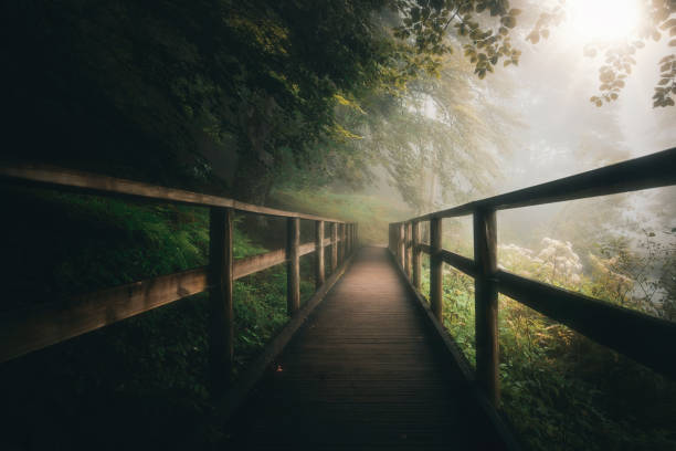 Perspective view of wooden walkway in the misty forest