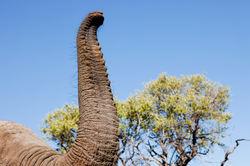 Big elephant eating leaves from a tree in the wilderness of Rwanda.