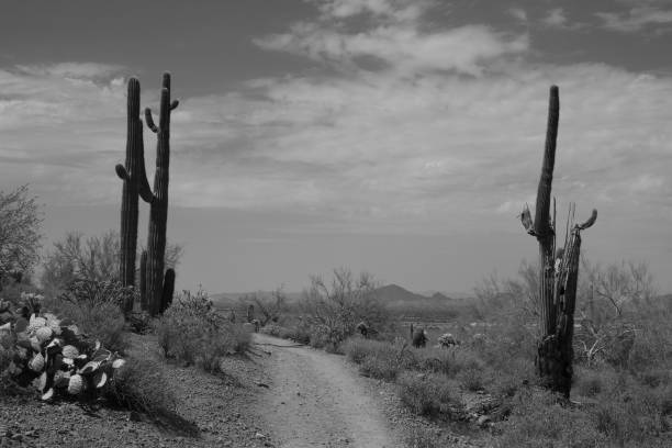Saguaros on each side of the dirt road through the Sonoran desert