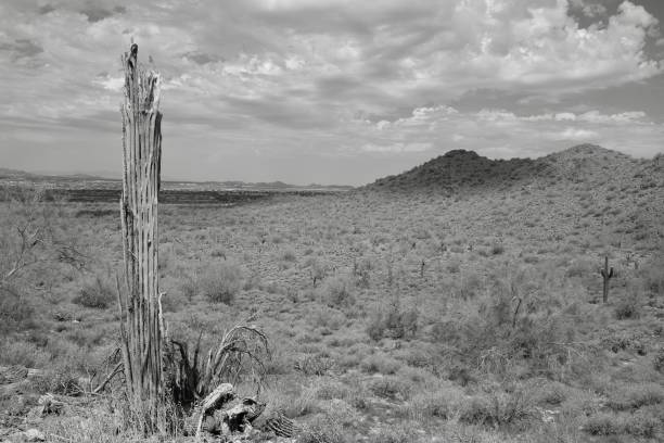 Saguaro ribs standing alone in the desert
