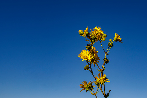 Upward perspective of Yellow Sun Flowers in a blue sky at Shelby Farms Park, Memphis, TN. On Aug. 31, 2022.