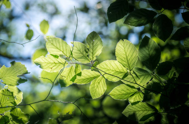 istock Ambient light through the trees in the autumn forest 1420261773