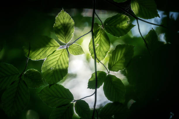 istock Ambient light through the trees in the autumn forest 1420262465