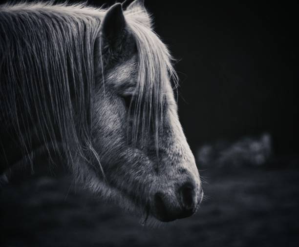 istock Close up of a horse outside 1420263346