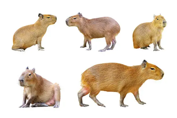 Set of Capybara isolated on white background.