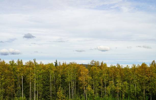 лыжный кабель через березу, ели ситки на аляске, сша - forest alaska plant sitka spruce стоковые фото и изображения