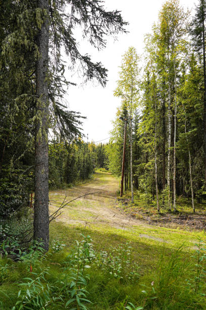 пешие прогулки, лыжная тропа через березу, ели на аляске, сша - forest alaska plant sitka spruce стоковые фото и изображения