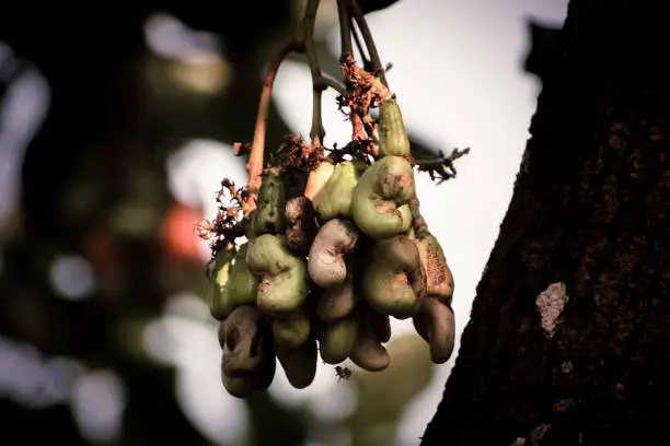 Closeup shot of raw cashewnuts hanging on the branch with its fruit.