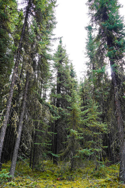 ели ситка на аляске, сша - forest alaska plant sitka spruce стоковые фото и изображения