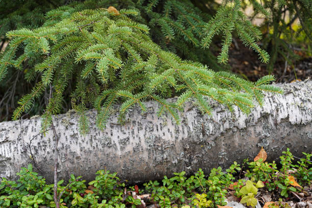 березовое бревно под елью ситка на аляске, сша, крупным планом - forest alaska plant sitka spruce стоковые фото и изображения